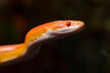 Colubrids kaufen und verkaufen Photo: 5 Kornis und 3 Terrarien abzugeben in gute Hände