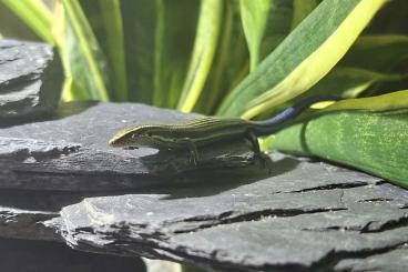 Skinke kaufen und verkaufen Foto: Search/Suche Chalcides Sexlineatus 0.1.0 oder 1.1.0 Skinke kaufen und verkaufen Foto: Search/Suche Chalcides Sexlineatus 0.1.0 oder 1.1.0