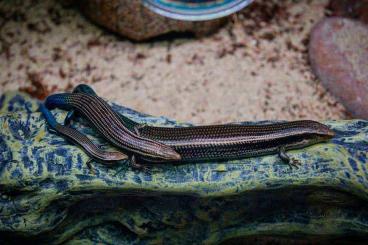 Skinke kaufen und verkaufen Foto: Suche Chalcides Sexlineatus 0.1.0 oder 0.0.1