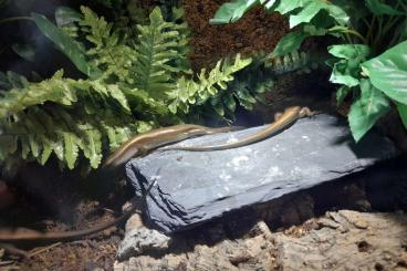 Skinks kaufen und verkaufen Photo: 1.2 Eutropis Multifasciata/ Mabuya Multifasciata 