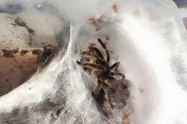Spinnen und Skorpione kaufen und verkaufen Foto: Harpactira baviana 1 FH. Spinnen und Skorpione kaufen und verkaufen Foto: Harpactira baviana 1 FH.