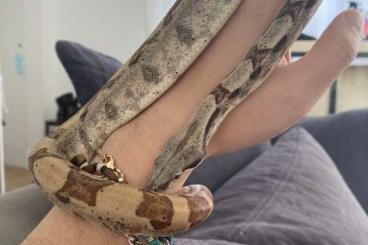 Boas kaufen und verkaufen Foto: Hypo male boa imperator for sale 