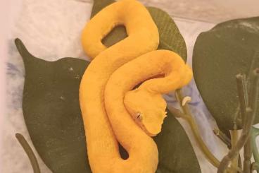 Giftschlangen kaufen und verkaufen Foto: Bothriechis schlegelii (Yellow or Golden type) 1.1 for sale, 380 Euro,