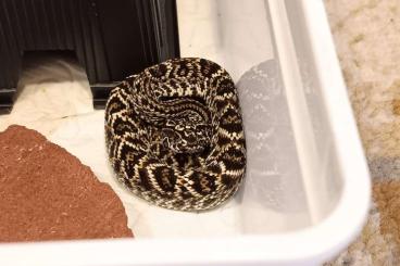 Giftschlangen kaufen und verkaufen Foto: Crotalus d. pifanorum for sale, CB25, 200 Euro pair / 120 Euro single,