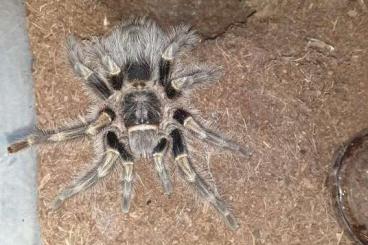 Spinnen und Skorpione kaufen und verkaufen Foto: grammostola pulchripes adult female