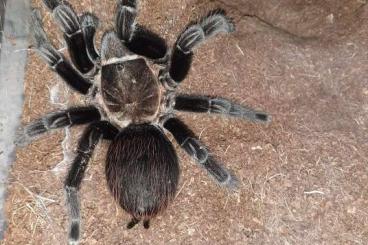 Spinnen und Skorpione kaufen und verkaufen Foto: tliltocatl vagans adult female
