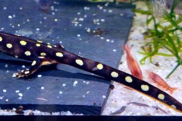 Newts kaufen und verkaufen Photo: Neurergus Crocatus / Bergbachmolch Newts kaufen und verkaufen Photo: Neurergus Crocatus / Bergbachmolch