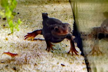 newts and salamanders kaufen und verkaufen Photo: Tylototriton Verrucosus/ Birma Krokodilmolch newts and salamanders kaufen und verkaufen Photo: Tylototriton Verrucosus/ Birma Krokodilmolch