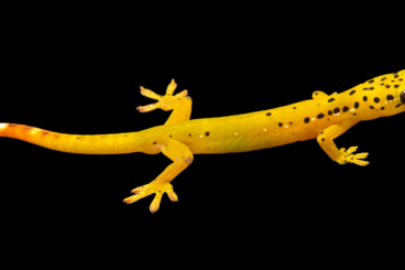 Geckos kaufen und verkaufen Foto: Looking for Pseudogekko Smaragdinus