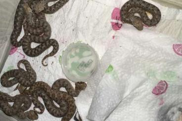 Giftschlangen kaufen und verkaufen Foto: Cerastes cerastes NC 2023 