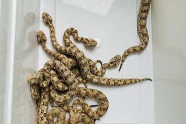 Giftschlangen kaufen und verkaufen Foto: Bitis caudalis babies nc 2023