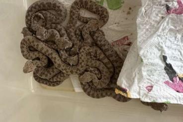 Venomous snakes kaufen und verkaufen Photo: Cerastes cerastes cerastes 2023