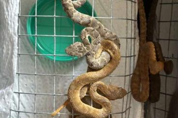 Giftschlangen kaufen und verkaufen Foto: Atheris squamigera blue x Green Giftschlangen kaufen und verkaufen Foto: Atheris squamigera blue x Green