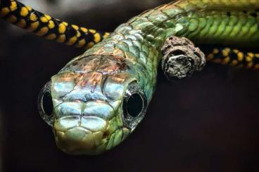 Snakes kaufen und verkaufen Photo: Ptyas fusca thrasops occidentalis 