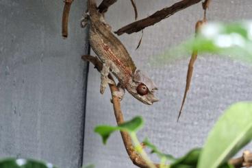 Chamäleons kaufen und verkaufen Foto: For sale young male cameleon jacksonii