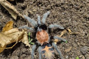 - bird spiders kaufen und verkaufen Photo: Verschiedene Vogelspinnen