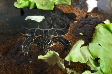 Schildkröten  kaufen und verkaufen Foto: 3 weibliches Pseudemys Peninsularis abzugeben, ca. 7-8 Jahre alt