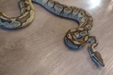 Ball Pythons kaufen und verkaufen Photo: Königspython Abzugeben Hobbyaufgabe   