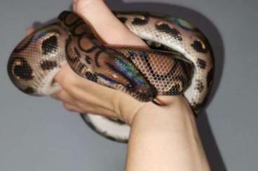 Boas kaufen und verkaufen Foto: Regenbogen Boa (weiblich) Boas kaufen und verkaufen Foto: Regenbogen Boa (weiblich)