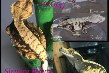 Geckos kaufen und verkaufen Foto: Correlophus Ciliatus Offsprings