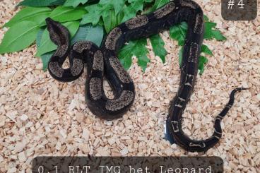 Boas kaufen und verkaufen Foto: RLT, IMG, Mandarin, het Leopard, Boa Constrictor Imperator Boas kaufen und verkaufen Foto: RLT, IMG, Mandarin, het Leopard, Boa Constrictor Imperator