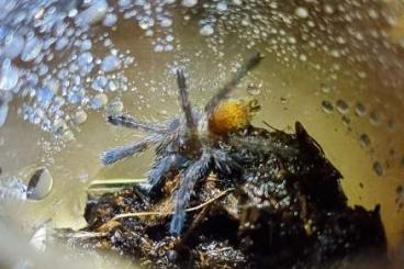 - bird spiders kaufen und verkaufen Photo: Pterinochilus Murinus UMV 