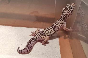 Echsen  kaufen und verkaufen Foto: 1.0 Eublepharis angramainyu, Iranian fat-tailed gecko, Leopardgecko