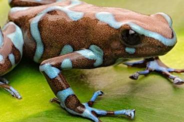 Poison dart frogs kaufen und verkaufen Photo: Nehme Pfeilgiftfrösche und andere Amphibien auf