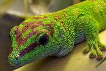 Geckos kaufen und verkaufen Photo: Nehme Geckos und andere Reptilien auf