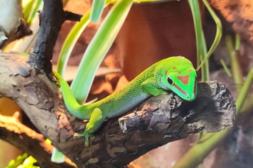 Geckos kaufen und verkaufen Foto: Phelsuma Grandis Jungtiere zu verkaufen! (5 Stück)