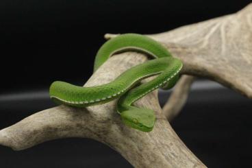 Venomous snakes kaufen und verkaufen Photo: x.x Trimeresurus vogeli CB24