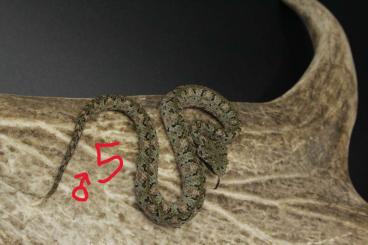 Venomous snakes kaufen und verkaufen Photo: 1.2 Bothriechis nigroadspersus (schlegelii) CB24