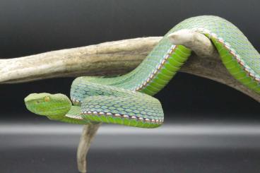 Venomous snakes kaufen und verkaufen Photo: 1.1 Trimeresurus vogeli CB18