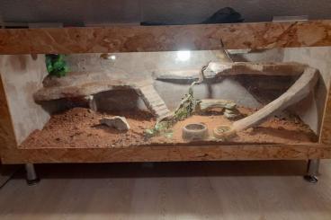 Bartagamen kaufen und verkaufen Foto: Terrarium 1,61x63x78  abzugeben