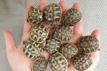 Landschildkröten kaufen und verkaufen Foto: 0.0.10 Testudo hermanni boettgeri