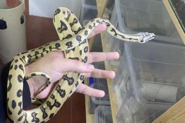 Pythons kaufen und verkaufen Foto: Morelia spilota pair for next hamm
