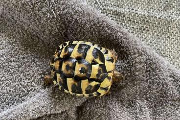 Tortoises kaufen und verkaufen Photo: Griechische Landschildkröte in ein liebevolles zu Hause abzugeben