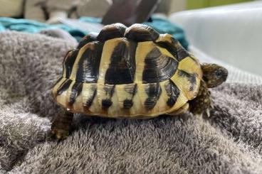 Landschildkröten kaufen und verkaufen Foto: Griechische Landschildkröte abzugeben 