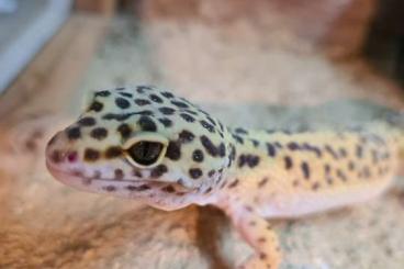 Geckos kaufen und verkaufen Photo: 3 Leopardengeckos - 2 Weibchen, 1 Männchen