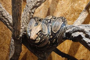 Boas kaufen und verkaufen Foto: 2 Boas im Tierheim suchen neues Zuhause