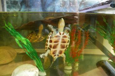 Schildkröten  kaufen und verkaufen Foto: Chinesische Streifenschildköten (Wasserschildkröten) mit Zubehör