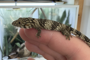 Geckos kaufen und verkaufen Photo: 2.0 eurydactylodes symmetricus Geckos kaufen und verkaufen Photo: 2.0 eurydactylodes symmetricus