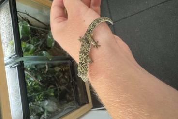 Geckos kaufen und verkaufen Foto: 1.0 eurydactylodes occidentalis Geckos kaufen und verkaufen Foto: 1.0 eurydactylodes occidentalis