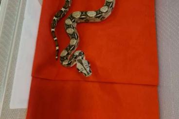 Boas kaufen und verkaufen Photo: Boa constrictor ENZ 09/21