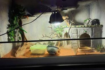 Geckos kaufen und verkaufen Photo: Terrarium mit 3 Gesunden Leopardengeckos 