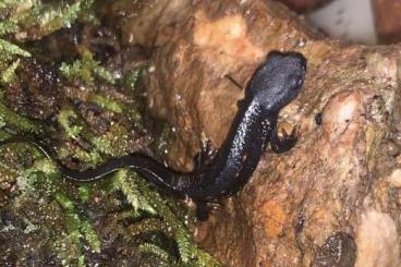 Salamander kaufen und verkaufen Foto: Tritones viente de fuego cynops, ensicauda y popei