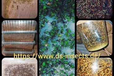 Futtertiere kaufen und verkaufen Foto: Drosophila, Springschwänze, Asseln, Blattläuse 
