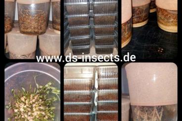 Futtertiere kaufen und verkaufen Foto: Drosophila, Springschwänze, Asseln, Blattläuse 
