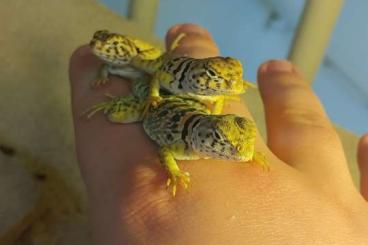 Lizards kaufen und verkaufen Photo: Young Crotaphytus collaris for sale