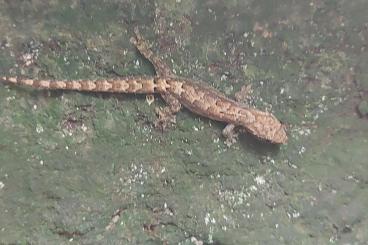 Geckos kaufen und verkaufen Photo: Phelsuma pusilla, parva, laticauda laticauda blue line, Jungferngecko